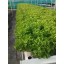 Aggreen Basket Cups for Hydroponics Gardens 2" inches 100 EA