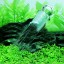 Amrka Aquarium Snail Leech Vivarium Pest Catch Trap Shrimp Worm Planaria Leech Catcher (2 Hole)