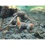 Alder Cones (200) Shrimp Aquarium Water Conditioner Promotes Breeding Invertebrates