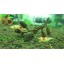 Alder Cones (50) Shrimp Aquarium Water Conditioner Promotes Breeding Invertebrates