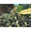Alder Cones (50) Shrimp Aquarium Water Conditioner Promotes Breeding Invertebrates