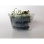 Java Moss Portion in 4 Oz Cup - Easy Live Fresh Water Aquarium Plants