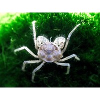 10 Live Thai Micro Spider Crabs (Limnopilos naiyanetri) - 1/4 to 1/2 inch in diameter - Fully Aquatic! by Aquatic Arts