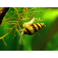 3 Live Assassin Snails (Clea helena - 1/2 to 1 Inch) - Removes All Pest Snails! by Aquatic Arts