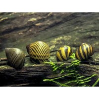 6 Nerite Snails COMBO PACK (Neritina natalensis) - 3 Tiger Nerite Snails, 3 Zebra Nerite Snails - Live Snails by Aquatic Arts