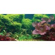 SPORN Aquarium Background, Static Cling, Tropical, 24" x 12"