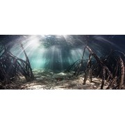 Mangrove with Sunlight / Aquarium Background 21" x 48" / 55 Gallon / Fish Tank Background