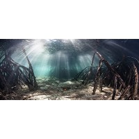Mangrove with Sunlight / Aquarium Background 21" x 48" / 55 Gallon / Fish Tank Background