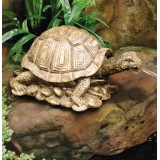 Gold Turtle Spitter by Beckett