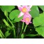 Bitex Fertilizer For Lotus & Water Lily
