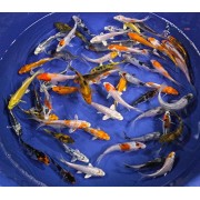 Blue Ridge Koi Grade A Standard Fin Koi by Live Pond Fish - Highest Quality for Aquarium and Tank, Healthy and Bio-Secure - Live Arrival Guarantee ... Blue Ridge Koi Grade A Standard Fin Koi by Live Pond Fish - Highest Quality for Aquarium and Tank, Healthy and Bio-Secure - Live Arrival Guarantee ...