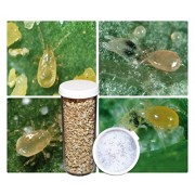 2,000 Live Adult Predatory Mites - A Mix of Predatory Mite Species for Spider Mite Control - Ships Next Business Day!l