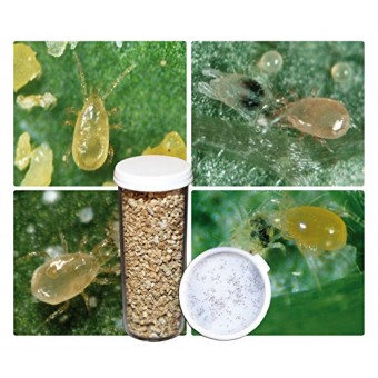 2,000 Live Adult Predatory Mites - A Mix of Predatory Mite Species for Spider Mite Control - Ships Next Business Day!l