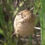Praying Mantis Egg Case with Hatching Habitat Bag - 2 Praying Mantids Egg Cases