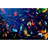 Colorful Fish by Wall Decor Prints 18x12 Art Print Poster Wall Decor Koi Fish In Pond Outdoors Rainbow Fish Photography Spring