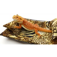 Chaise Lounge for Bearded Dragons, Safari fabric
