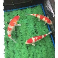 Koi Fish Breeder Fry Net Spawning Rope/ Brush 39" x 6" Package of (2)