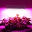 LED Grow Light 1500W, Dimgogo Triple Chips Full Spectrum Grow Lamp with UV&IR for Greenhouse Hydroponic Indoor Plants Veg and Flower All Phases of ...