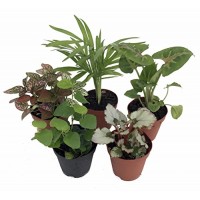 Terrarium & Fairy Garden Plants - 5 Plants in 2" pots