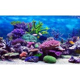 Leowefowa 5X3FT Underwater World Backdrop Aquarium Coral Fish Blue Sea Romantic Interior Wallpaper Wedding Summer Holiday Travel Vinyl Photography ... Leowefowa 5X3FT Underwater World Backdrop Aquarium Coral Fish Blue Sea Romantic Interior Wallpaper Wedding Summer Holiday Travel Vinyl Photography ...