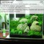 Luffy 3 Giant Marimo Moss Balls (1.5”) : Biological, Natural, Chemical Free Filter System : Removes Nitrates : A Beautiful way to keep Fish and Aqu...