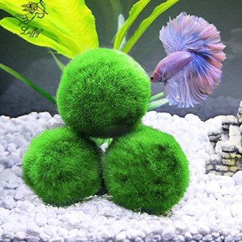 Luffy 3 Giant Marimo Moss Balls (1.5”) : Biological, Natural, Chemical Free Filter System : Removes Nitrates : A Beautiful way to keep Fish and Aqu...