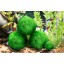 4 LUFFY Marimo Moss Balls - Aesthetically Beautiful & Create Healthy Environment - Eco-Friendly, Low Maintenance & Curbs Algae Growth - Shrimps & S...