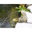 Sitting Frog Pond Spitter -stone statue/sculpture-water garden accent- Great Garden Gift Idea!