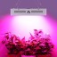 Morsen 2000W Double Chips LED Grow Light Full Spectrum 200x10W Grow Lamp for Greenhouse Hydroponic Indoor Plants Veg and Flower (10w Leds)