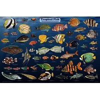 Tropical Fish Aquarium Laminated Educational Science Classroom Reference Chart Print Poster 24x36