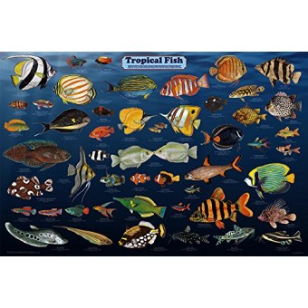 Tropical Fish Aquarium Laminated Educational Science Classroom Reference Chart Print Poster 24x36