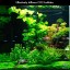Rhinox Nano CO2 Diffuser - Keeps aquarium plants healthy with CO2 injection - 3-minutes to setup - Works best with Pressurized CO2 tank - For Tank ...