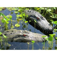22" & 28" Alligator Head Decoy Kit with Reflective Eyes For Canada Geese & Blue Heron Control