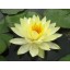 Aquatic Plant Fertilizer Tablets with Humates 10-14-8 (300) | Great for Water Lilies, Lotus and almost all other Aquatic Plants