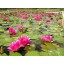 Aquatic Plant Fertilizer Tablets with Humates 10-14-8 (300) | Great for Water Lilies, Lotus and almost all other Aquatic Plants