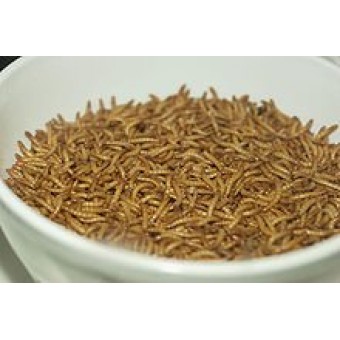 1000 Live Gutloaded Mealworms