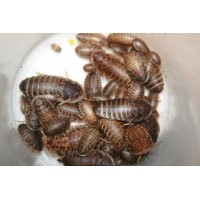 Small Dubia roach Live feeder roaches 100(ct)