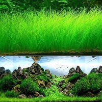 Aquarium Grass Plant Seeds, West Coast Easy Aquatic Live Plant, for Garden Lawn Fish Tank Aquarium Decor